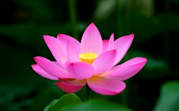 Quý trọng những gì đang có